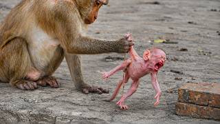 So Small, So Vulnerable… Baby Monkey Needs Care Net Worth
