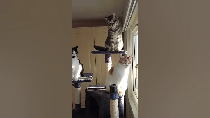 Video 5229591: british shorthair male kitten, grey british shorthair kitten, white male cat