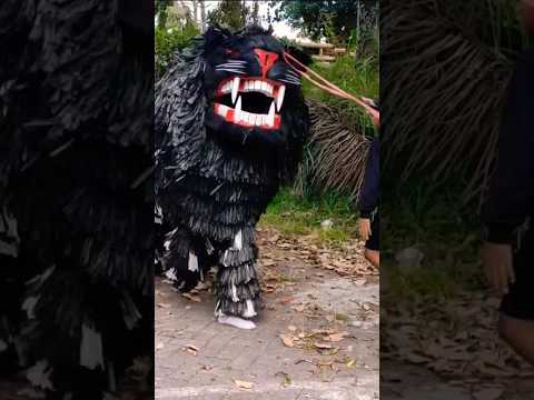 AKHIRNYA!!! BARONGAN MACANAN IRENG TERTANGKAP #shorts