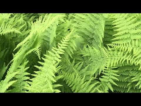 Vidéo: Jardin De Fougères : Crevette à Cornes Rouges