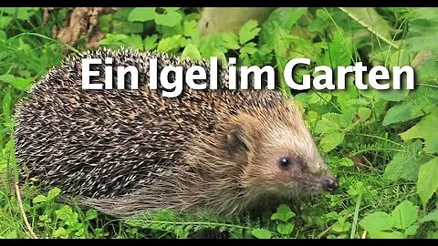 Was bedeutet ein Igel im Garten?