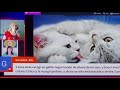 La importancia de tener un Gatito AHORA MAS QUE NUNCA, explicado por Andrea Bernabe 😇😍