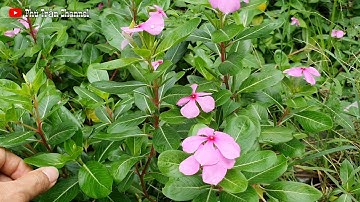 Sự thật về cây dừa cạn có công dụng thần kỳ diệt tế bào K