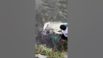 Câu cá bằng lưới đúc hay nhất 🐟 Câu cá châu Á tuyệt vời 🐟 #shorts