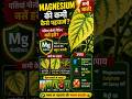 पत्तियों का पीलापन Magnesium deficiency का संकेत हो सकता है 🌱 #MagnesiumDeficiency #CropCare