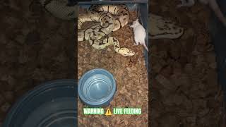 WARNING ⚠️ LIVE FEEDING #warning #live #feed #feeding #livefeed #ballpython #monsoon #axanthic #ball