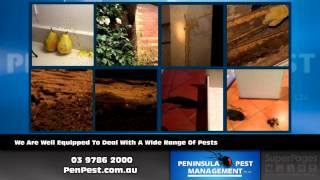 Pest Control Seaford, VIC - Peninsula Pest Management Pty Ltd