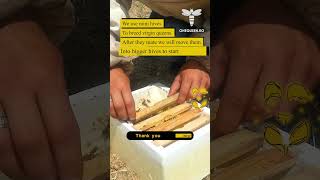 Mini Hives Are Used To Breed Virgin Queens