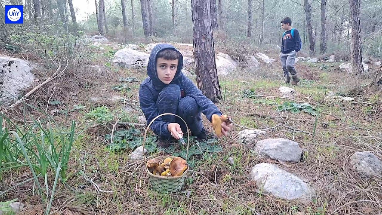 Mushroom Hunting Adventure in the Pine Forest.
