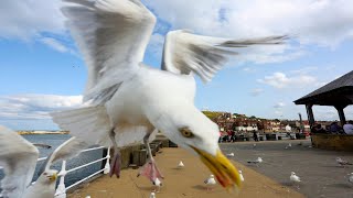INCREIBLE Instinto de protección de una Gaviota en TABARCA, Ataca a cualquier intruso que se acerca