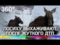 Спасти лосиху. Животное выхаживают для операции после жуткого ДТП в Подмосковье