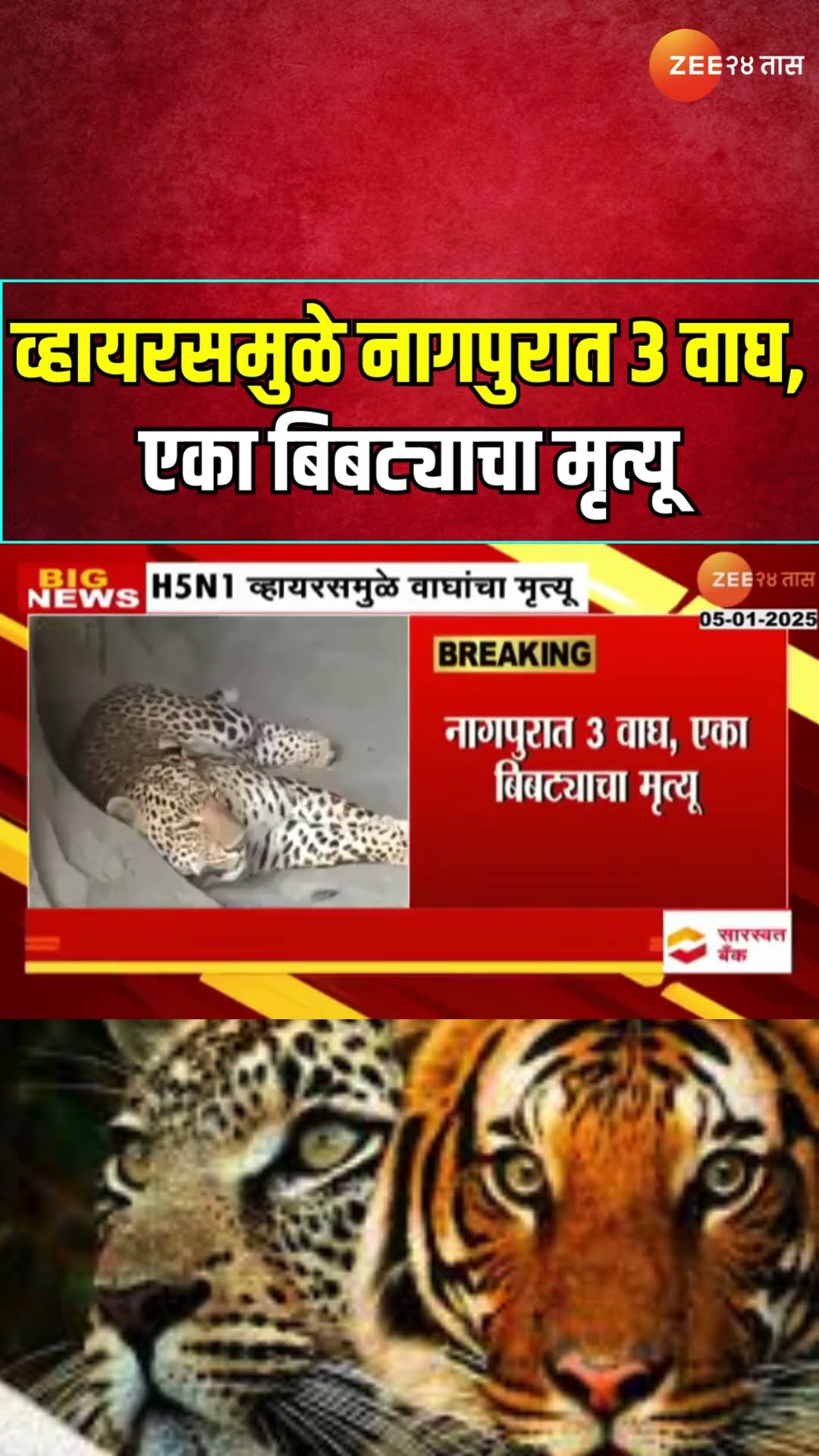 Nagpur Three Tigers And Leopard Dead | H5N1 व्हायरसमुळे नागपुरात 3 वाघ, एका बिबट्याचा मृत्यू