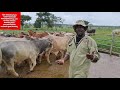 Cattle good genes for feedlot and breeding by hamiisi semanda 256773343283