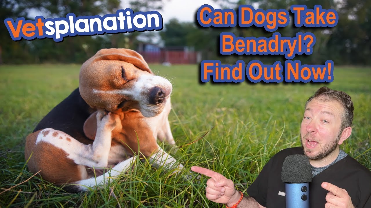 Picture of Is Benadryl Safe for Your Dog? Vet Explains Dosage and Risks! - YouTube