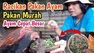 MERAWAT AYAM BANGKOK UMUR 4 BULAN CEPAT BESAR | Tips Sukses Berternak Ayam Bangkok Part 2. 