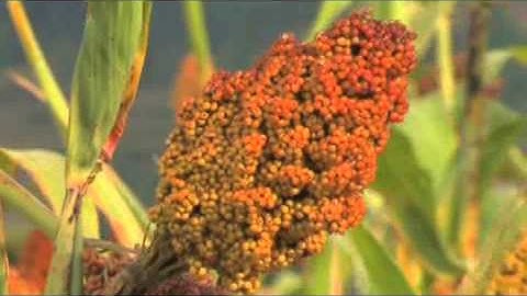 Climate-smart push-pull: film by ISD, Ethiopia