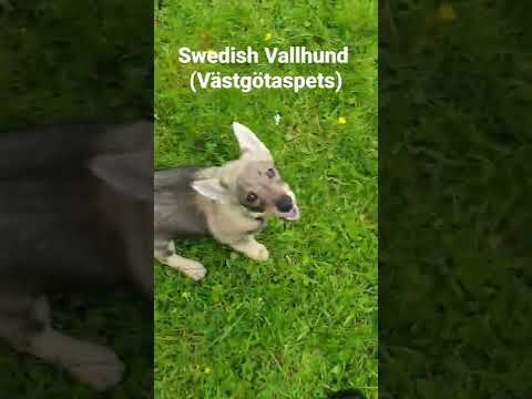 Swedish Vallhund puppy barking.
