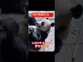 【癒しのパンダ】美味しくたべるご飯#shorts #動物 #かわいい