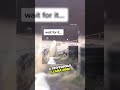 Dog 🐶 riding llama 🦙 like a pro #funnyshorts #shorts #viralshorts #trending #dailyshorts