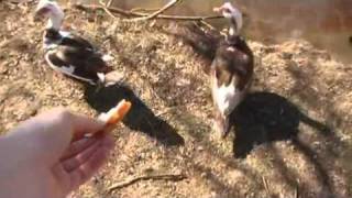 Ducks Chase Us
