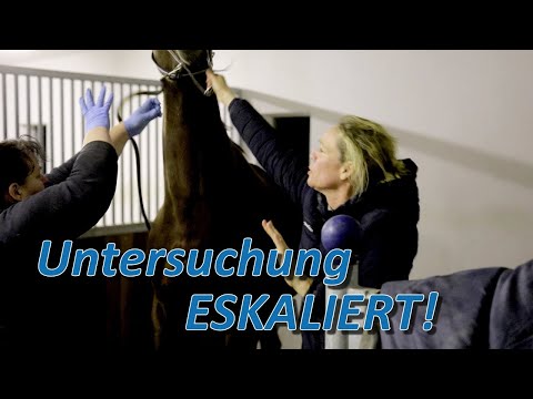 Untersuchung ESKALIERT - Enorme Kopfschmerzen bringen die Stute zur Verzweiflung!