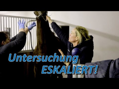 Video: Dysplasie - Ein Tierarzt hat die gleichen Möglichkeiten, die Schmerzen zu lindern