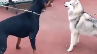 Doberman vs Husky😱😱 fighting 😱🔥🔝🔥🔥