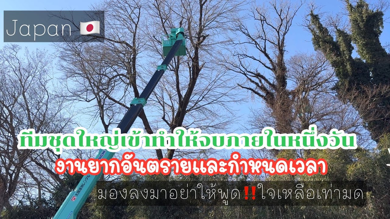 ตัดต้นไม้ตัดแต่งกิ่งไม้ตามคำขอร้องของประชาชน