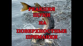 Реакция щуки на поверхностные приманки