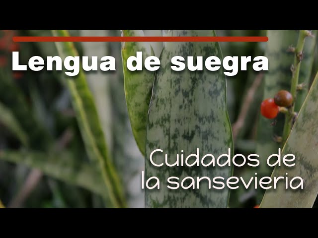 Cuidados de una Sansevieria o Lengua de suegra - Bahay