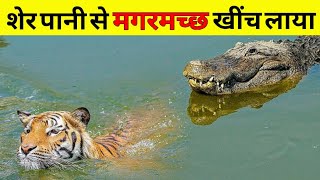 बंगाल की खूंखार शेरनी जिसे देखकर मगरमच्छ छिप जाते थे, ( TSS Animal series EP 1 )