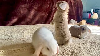 5 baby bunnies playing | 30 days old rabbits by Bunny Love 12,333 views 3 years ago 1 minute