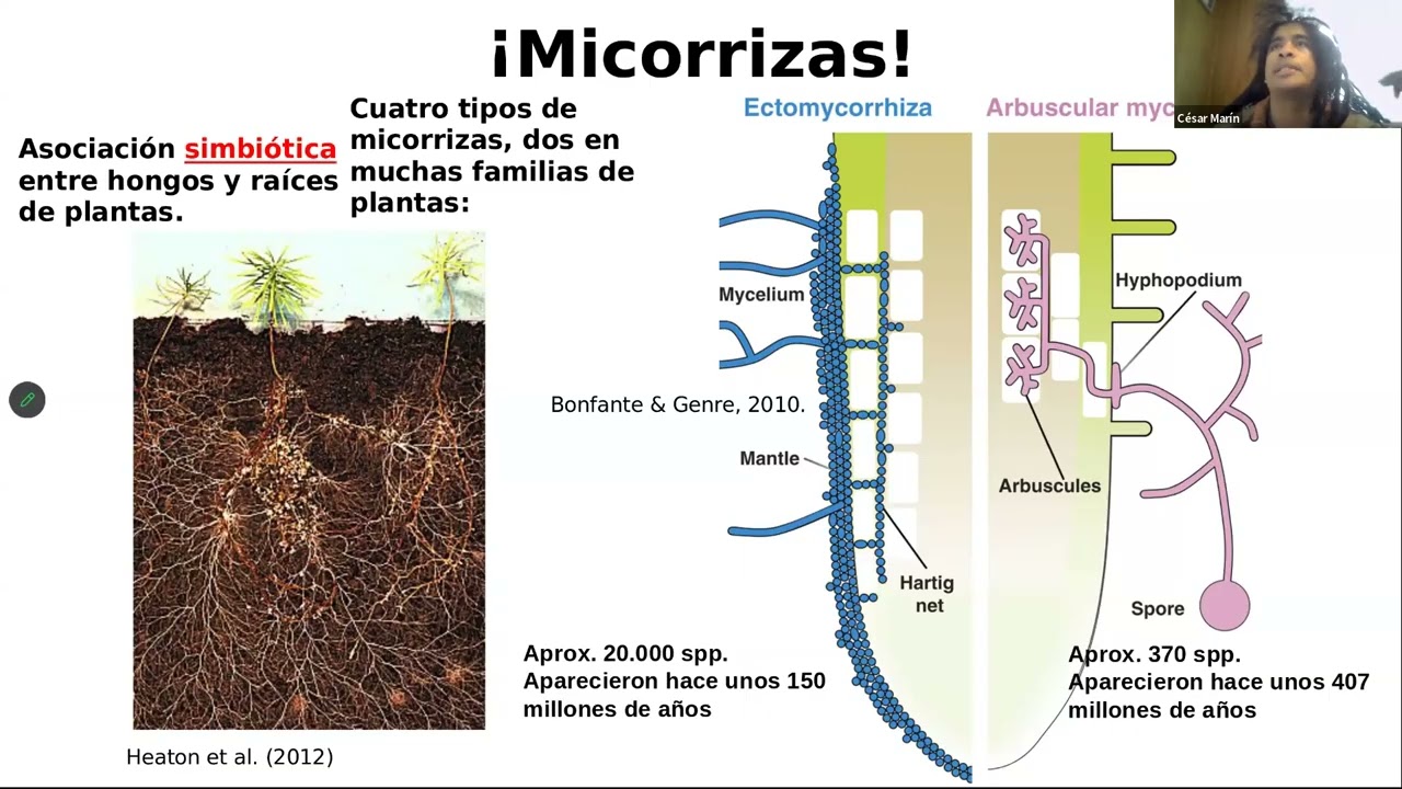 Mini-curso: “Micorrizas: Ecología y Aplicaciones”