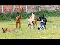 StreetDogs!! Black Labrador Retriever Mix Finding Male Dogs In Kokthlok Village | Life Of Dogs #77