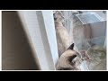 【猫】カラス🐦⬛を見つけて一緒にクラッキングする3姉妹/cracking all at once
