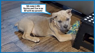 Our New Cane Corso Puppy First Day Home