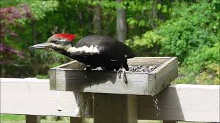 Pileated  Woodpecker