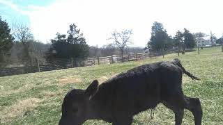 Something to brighten your day. New born calf meets her guardian Madison.