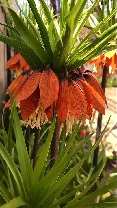 Царская корона 👑 в моем саду 😍 #красота #цветы #сад #shorts - YouTube