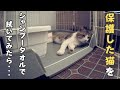 保護した猫をシャンプータオルで拭いてみたら反応が。。。