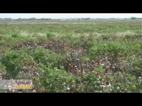 Video: Busuk Akar Kapas Cowpea: Pelajari Tentang Pengendalian Busuk Akar Untuk Kacang Polong Selatan