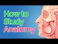 How to Study Anatomy in Med School 💀 5 Fool-Proof Steps