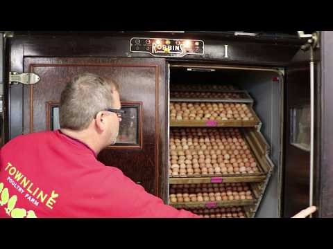 Tour of a Chicken Hatchery