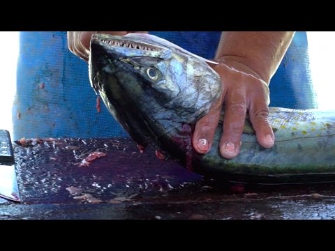 Marvelous Live Fish Market | Big Live Catfish Market Bangladesh | Huge Fish Shop Kawran Bazar from YouTube · Duration: 6 minutes 30 seconds · 98 views · uploaded on 11/26/2017 · uploaded by Rural Hunterz Marvelous Live Fish Market | Big Live Catfish Market Bangladesh | Huge Fish Shop Kawran Bazar from YouTube · Duration: 6 minutes 30 seconds · 98 views · uploaded on 11/26/2017 · uploaded by Rural Hunterz