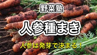 野菜塾：人参種まき　人参は発芽で決まる！