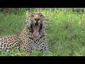 Drooling Male Leopards Watch One Another At The Territorial Boundary