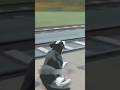 A Clever Baboon and a Heartbreakingly Loyal Dog 💔🐾#TrueStory #AmazingAnimals