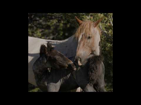 Pryor Mountain Horses Losing Their Freedom