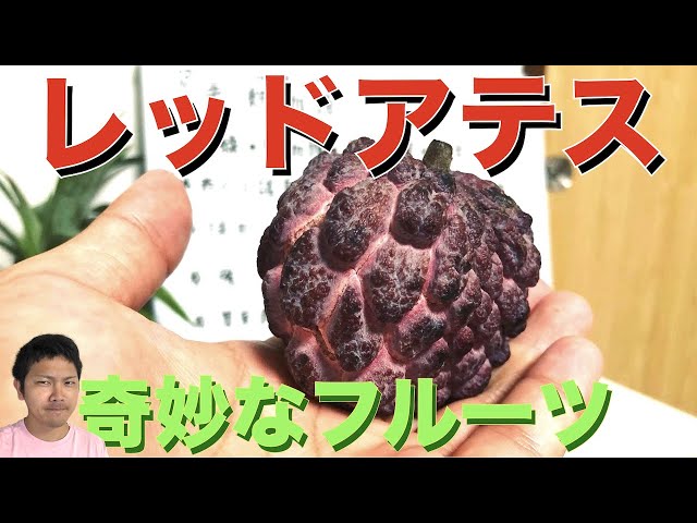 悪魔の実！？】赤い釈迦頭（バンレイシ ）の 解説と食レポ！糖度は驚愕