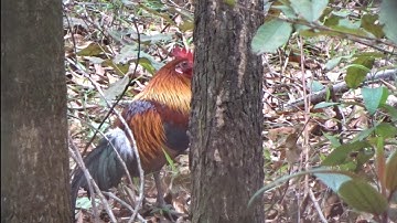 Cận cảnh gà rừng rặc ngoài tự nhiên tuyệt đẹp